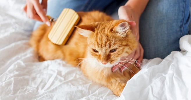 Ginger cat being groomed.