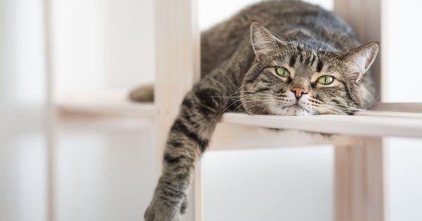 Grey cat lying on a shelf.