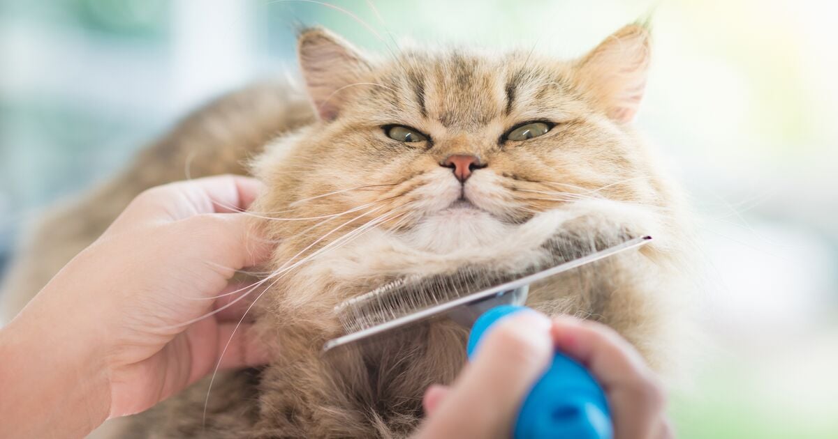 Hosszúszőrű cica ápolás közben 