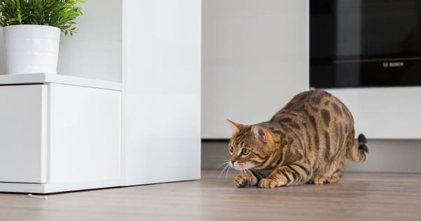 Bengal cat playing in the home.