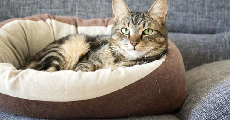 Kat i en behagelig katteseng