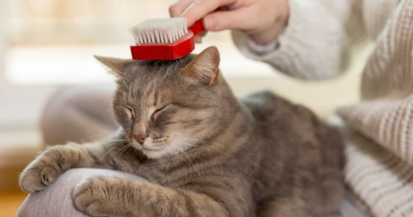 Human brushing a cat’s fur.
