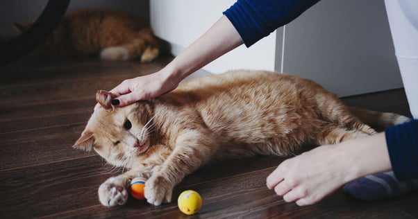 One-eyed cat playing with a ball.