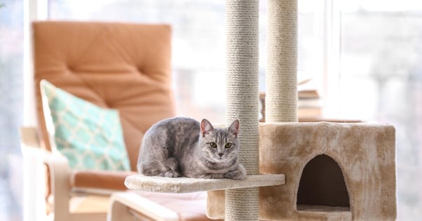 Grey cat resting on a cat tree