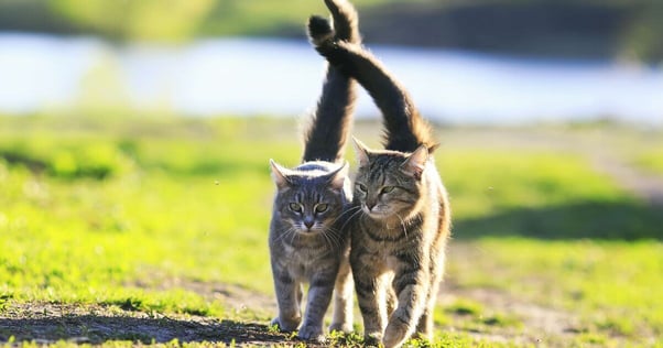 Pair of cats walking together outdoors.