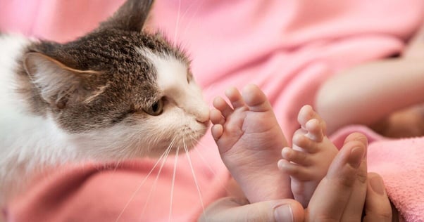 Cat investigating a new baby by sniffing their feet.