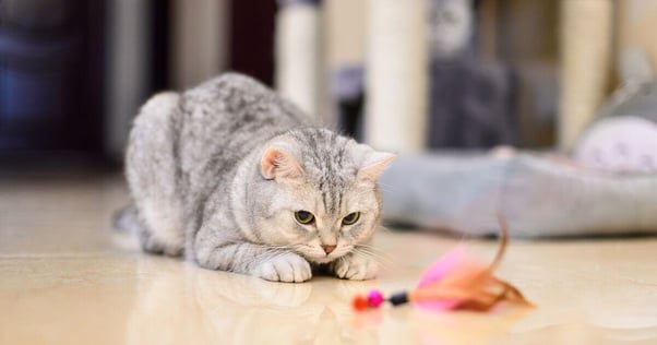 Cat watching a toy.