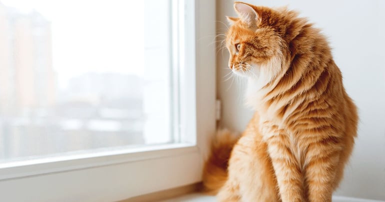 Orange kat, der kigger ud ad et vindue