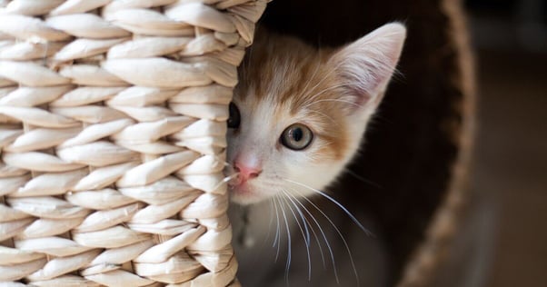  Small white and brown cat peeking out from hiding.