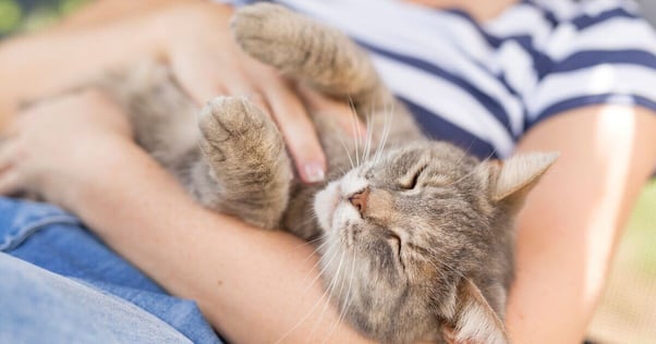 Happy cat on a person’s lap being stroked.