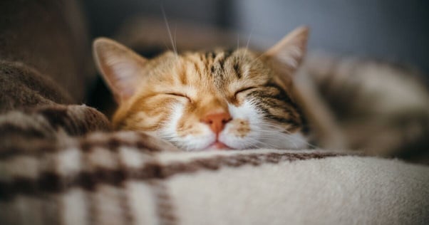 Happy cat sitting on a blanket.