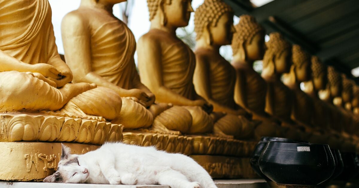 Macska alszik egy buddhista templomban  