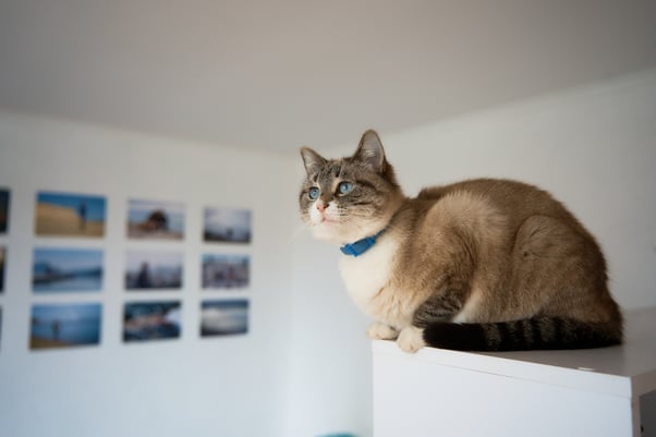 Cat sitting on a shelf.