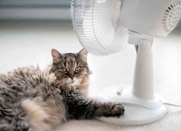 Cat laying in front of fan to cool down.