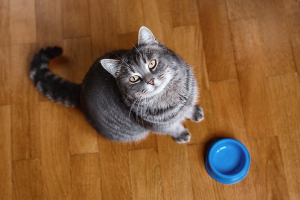 Grey cat with a blue food bowl.