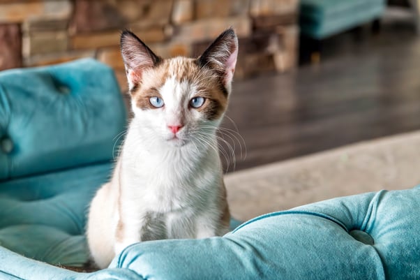 Snowshoe cat with bright blue eyes sitting on a turquoise-coloured cat sofa.