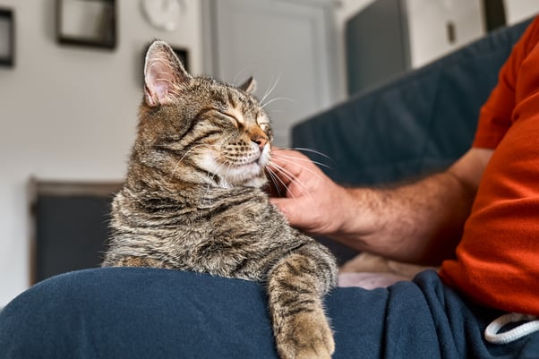 Tabby cat sitting on a man’s lap.