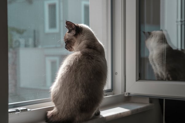 A cat sitting on a windowsill, looking out at the world below.