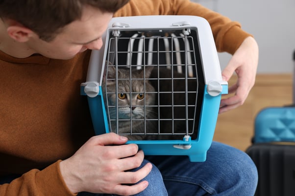 Grey cat on a man’s lap peering out of a cat carrier.