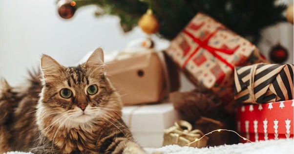 Tabby cat laying on a blanket with Christmas gifts and tree in the background.