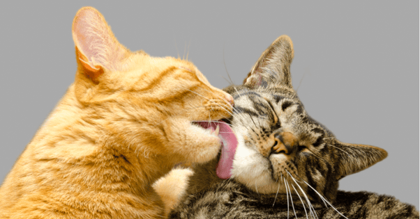Ginger cat grooming a tabby cat.