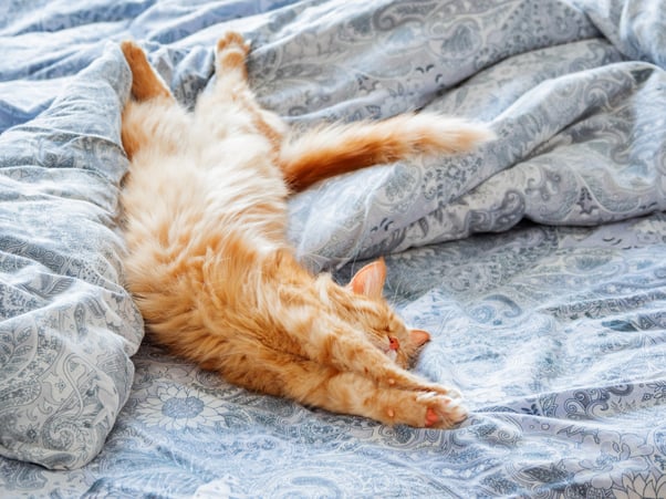 Ginger cat stretching on a bed with their belly up.