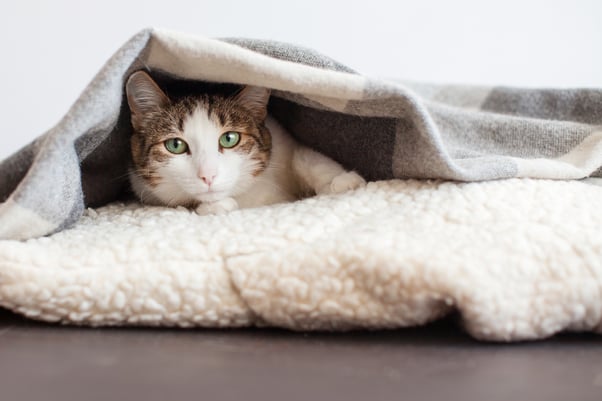Cat lying on a soft cat bed, underneath a grey blanket.