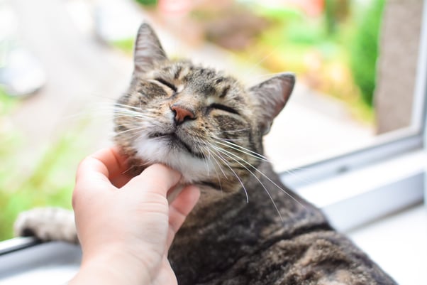 Senior tabby cat being pet by a human.