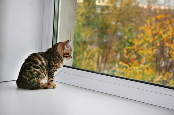 Young cat sat on the windowsill looking outside the window.