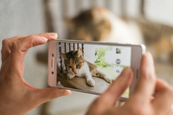Person taking a picture of their cat with their phone. The phone and the image of the cat is in front and in focus, you can see the blurry cat in the background, behind the phone.