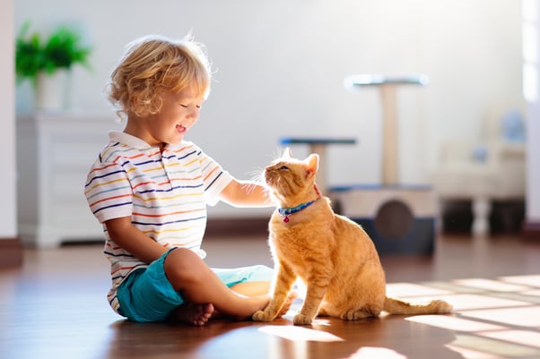 A laughing young boy stroking a ginger cat.