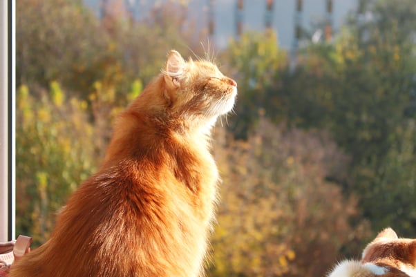 A ginger cat is enjoying a spring breeze, breathing and smelling fresh air.