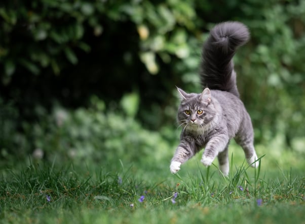 Large grey cat jumping across grass.