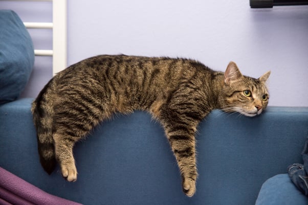 Cat looking bored laying on the back of the sofa.