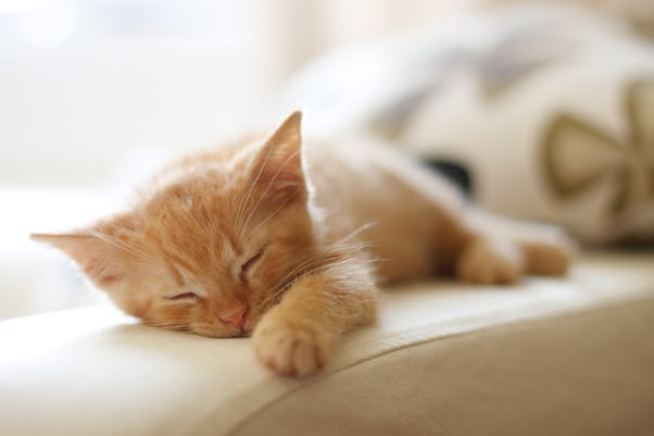 Ginger kitten sleeping on sofa.