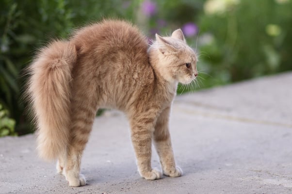 Cat with an arched back and fluffy tail standing outside.
