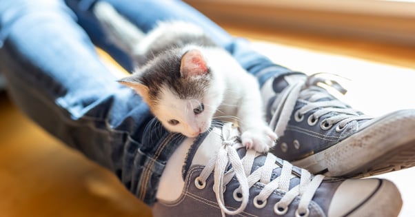 Small kitten playing on a person’s shoes.
