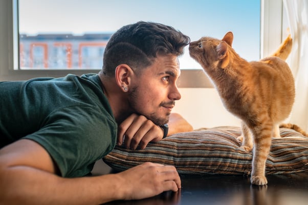 Tabby cat sniffs the forehead of a young man in front of the window
