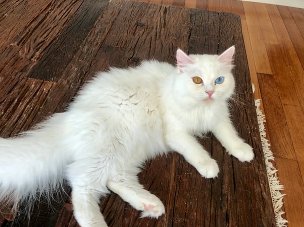 White Turkish Angora with heterochromatic yellow and blue eyes.