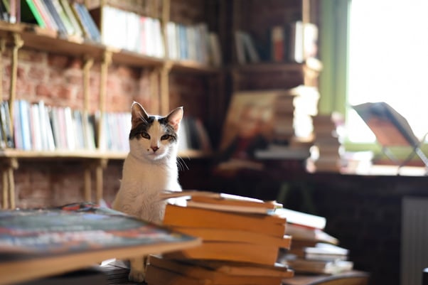 Grey and white cat sitting among a pile of books.