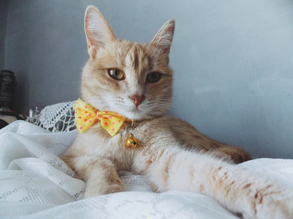 Cat sat facing the camera wearing a yellow bell and yellow and pink bow tie on their collar.