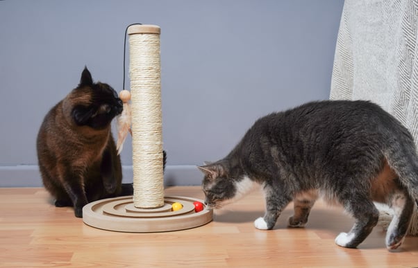 Two cats exploring a cat tree with a small scratching post and a puzzle game attached to the bottom.