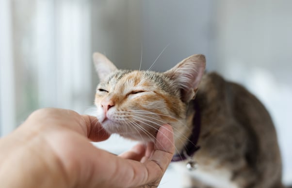 Cat enjoying person scratching them under the chin.