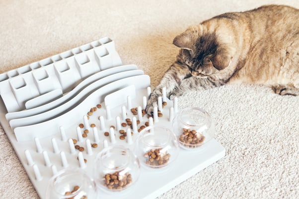 Indoor cat playing with a puzzle feeder.