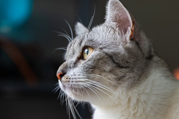 Alert grey cat with white whiskers.