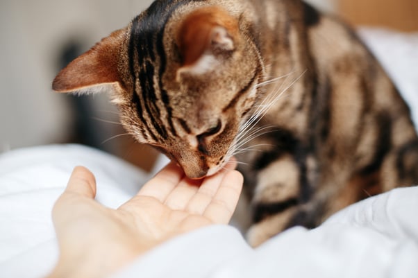 Tabby sitting on a blanket cat sniffing a human’s hand.