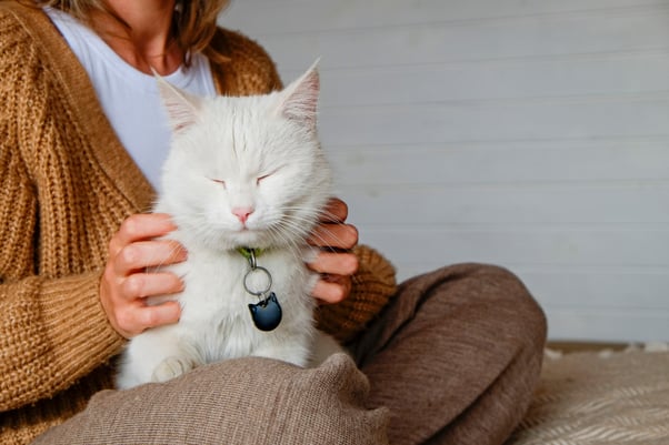 White Turkish Angora sitting on a lady’s lap.