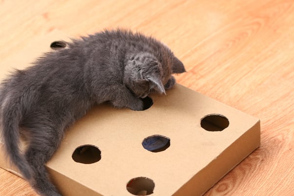 A dark grey, fluffy kitten lay down on top of a homemade interactive toy made from a cardboard box with holes cut out of the top.
