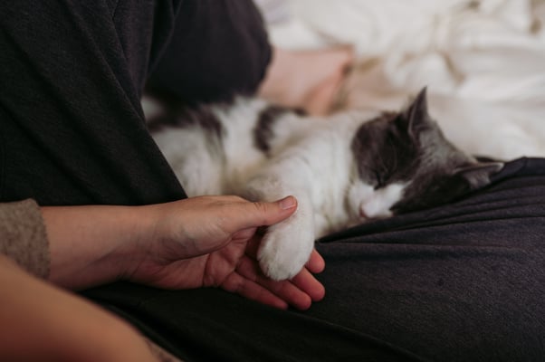 Cat laying down reaching to humans hand.