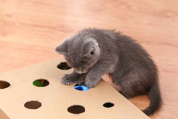 Grey kitten playing with handmade toy.